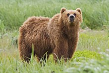 220px-2010-kodiak-bear-1.jpg