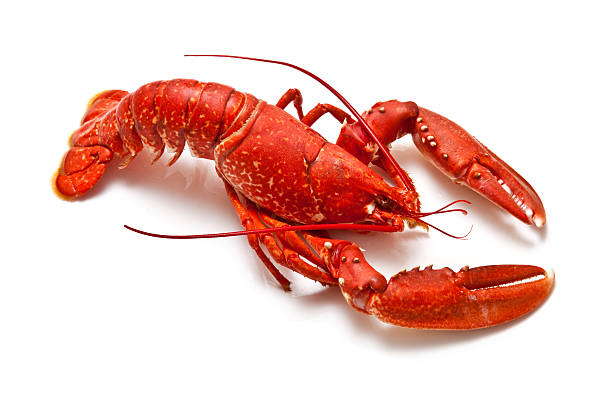 Red lobster isolated on white background