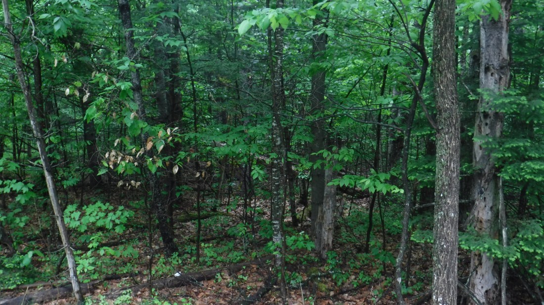 CC06748D-A745-4C92-8A0A-56F64625953B