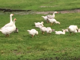 E581031A-2047-44C2-9C4C-E400271519E0