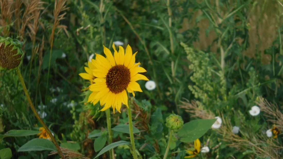 F0CF2412-2CAC-422D-A7FB-3DB26C3D1B06